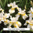 Butter & Sugar Siberian Iris, 1-Gallon