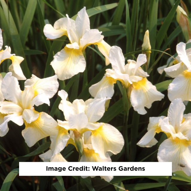 Butter & Sugar Siberian Iris, 1-Gallon