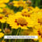 Tequila Sunrise Tickseed, 1-Gallon
