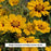 Tequila Sunrise Tickseed, 1-Gallon