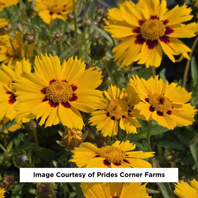 Tequila Sunrise Tickseed, 1-Gallon