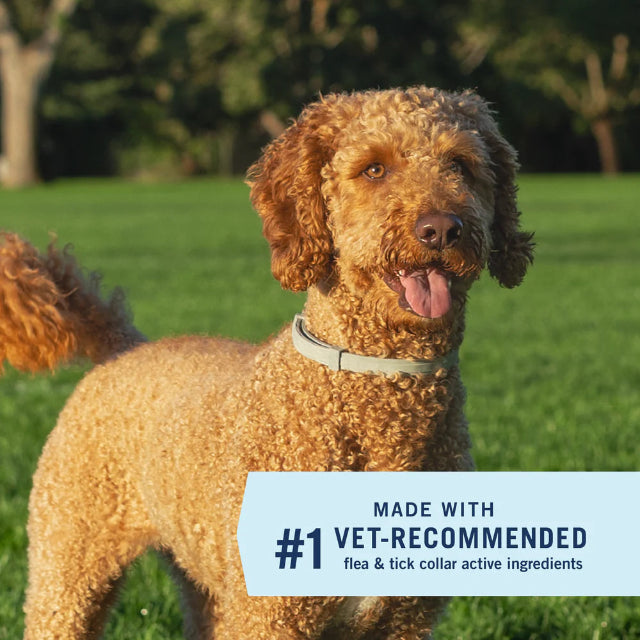 PetArmor Extend Flea & Tick Collar for Large Dogs