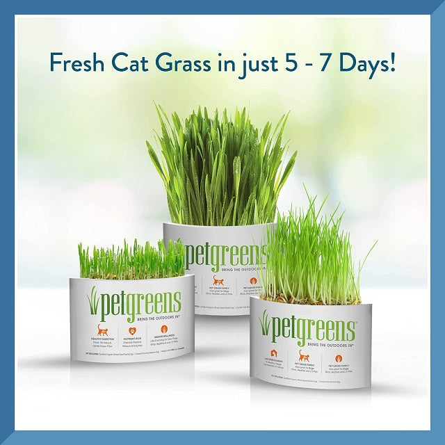 Pet Greens Garden Self-Grow Pet Grass Kit