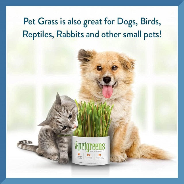Pet Greens Garden Self-Grow Pet Grass Kit