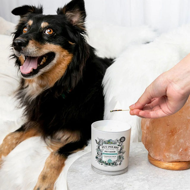 Pet-Pourri Pet Odor Eliminator Candle, Pawsitively Fresh 7.5 oz.