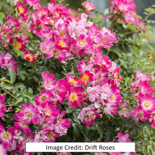 Pink Drift® Groundcover Rose, 2-Gallon
