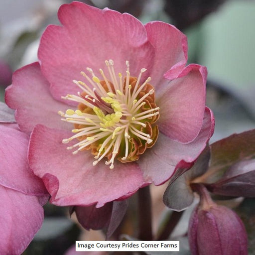 Frostkiss® Pippa's Purple Helleborus, 1-Gallon