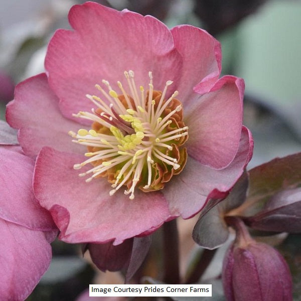 Frostkiss® Pippa's Purple Helleborus, 1-Gallon