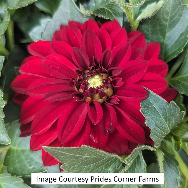 Dalaya® Vampire Dahlia, 8-inch
