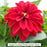 Dalaya® Vampire Dahlia, 8-inch