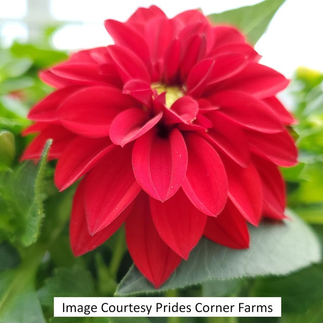 Dalaya® Vampire Dahlia, 8-inch