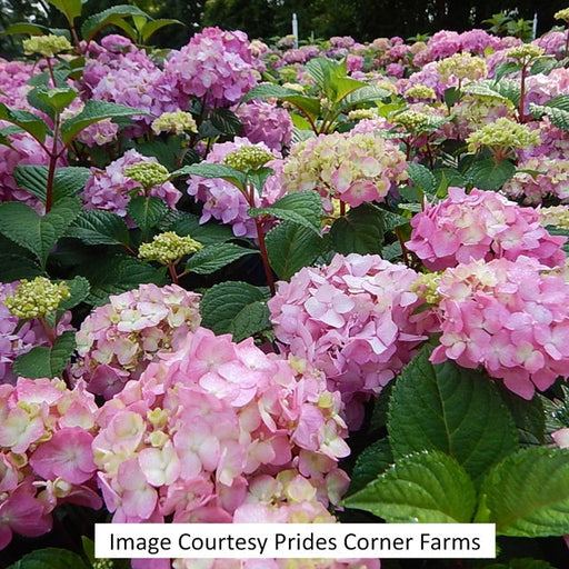 Endless Summer® Bloomstruck® Hydrangea, 3-Gallon