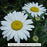 Snowcap Shasta Daisy, 1-Gallon