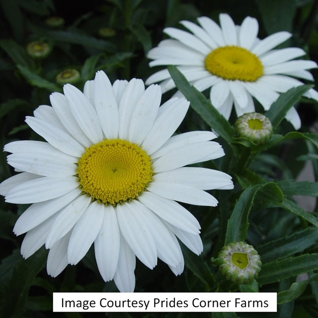 Snowcap Shasta Daisy, 1-Gallon