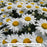 Snowcap Shasta Daisy, 1-Gallon