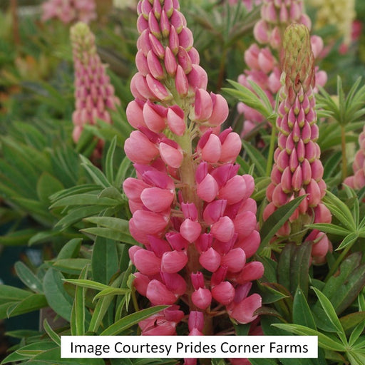 Gallery Pink Lupine, 1-Gallon
