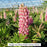 Gallery Pink Lupine, 1-Gallon
