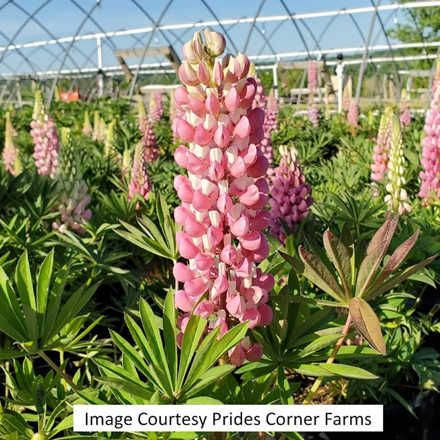 Gallery Pink Lupine, 1-Gallon