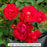 Red Drift® Groundcover Rose, 2-Gallon