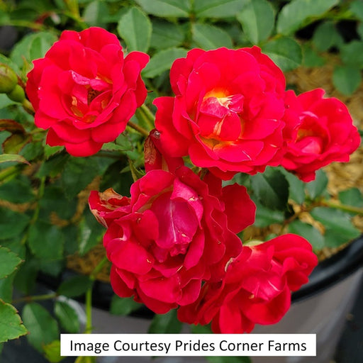 Red Drift® Groundcover Rose, 2-Gallon