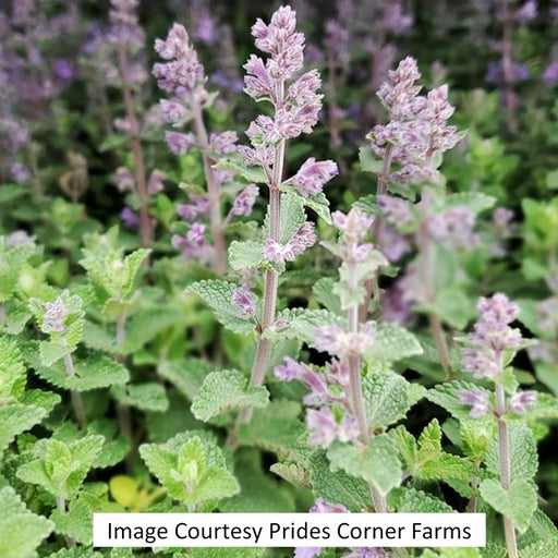 Picture Purrfect Catmint, 1-Gallon
