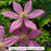 Sally™ Clematis, 8-inch