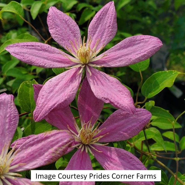 Sally™ Clematis, 8-inch