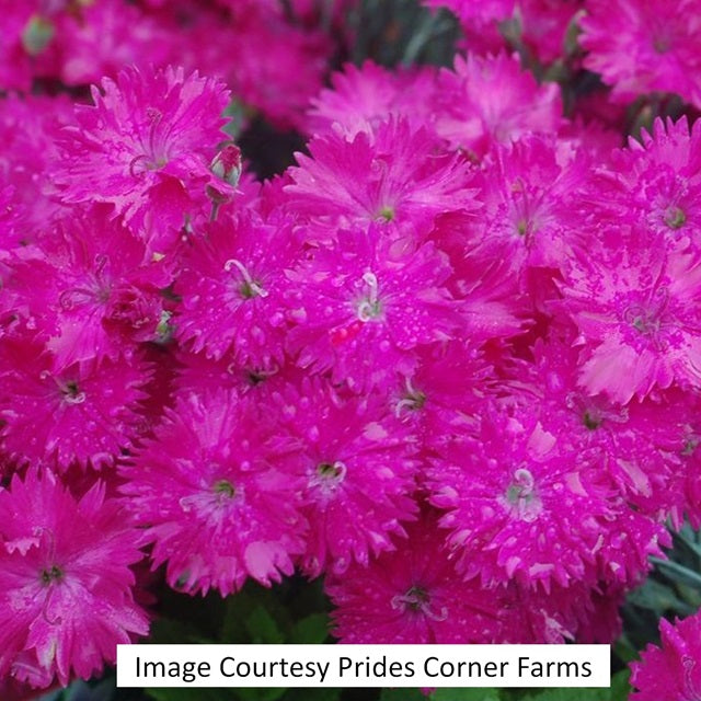 Neon Star Dianthus, 1-Gallon