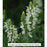 Snow Hill Wood Sage, 1-Gallon