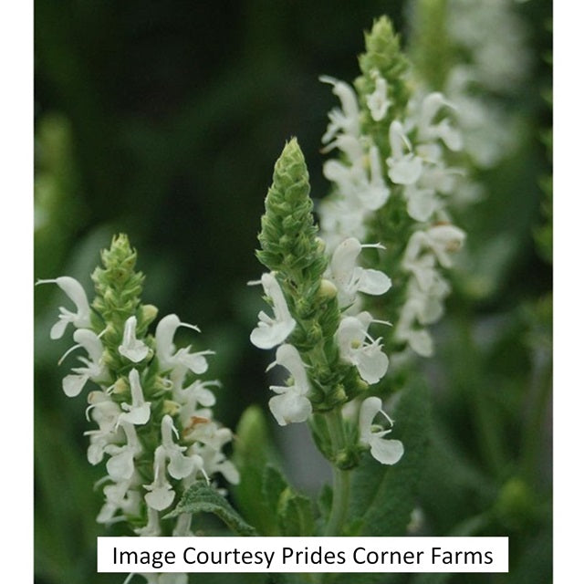 Snow Hill Wood Sage, 1-Gallon