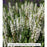 Snow Hill Wood Sage, 1-Gallon