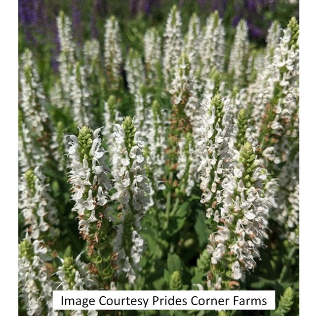 Snow Hill Wood Sage, 1-Gallon