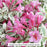 My Monet® Weigela, 2-Gallon