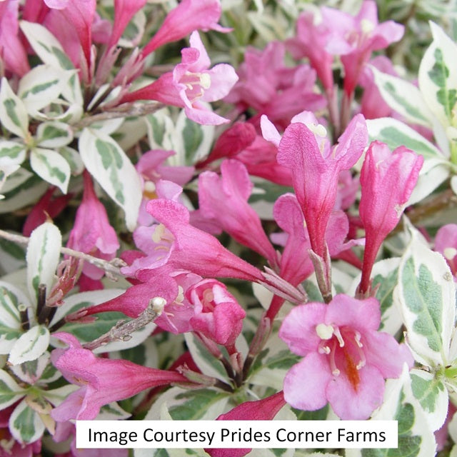 My Monet® Weigela, 2-Gallon