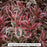 My Monet® Weigela, 2-Gallon