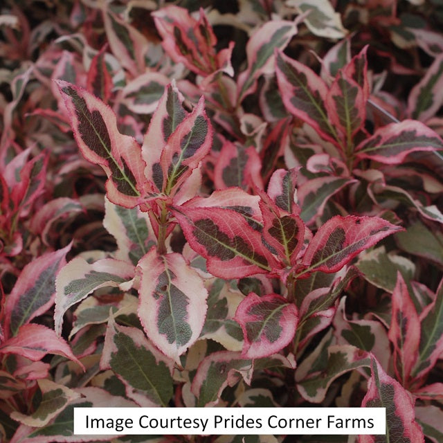 My Monet® Weigela, 2-Gallon