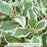 My Monet® Weigela, 2-Gallon
