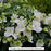 Fairytrail Bride® Cascade Hydrangea®, 2-Gallon