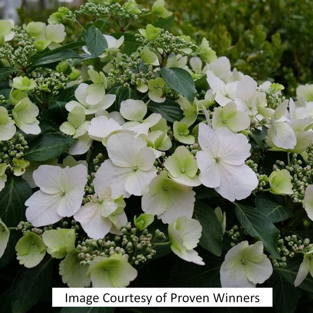 Fairytrail Bride® Cascade Hydrangea®, 2-Gallon