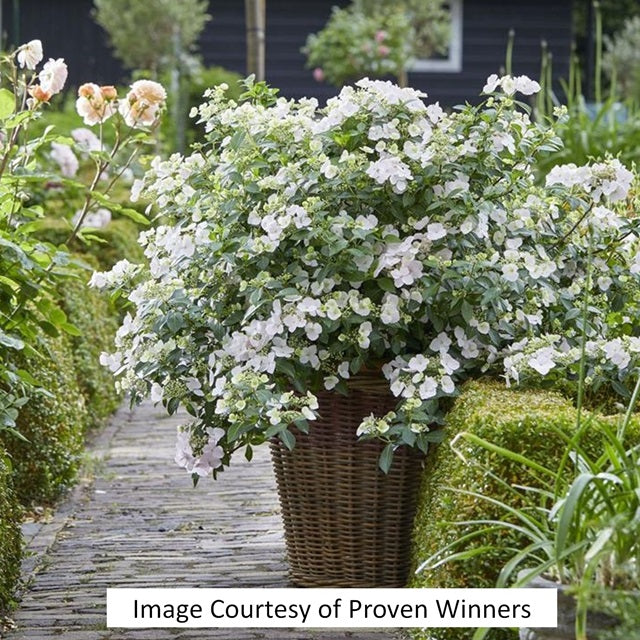 Fairytrail Bride® Cascade Hydrangea®, 2-Gallon