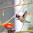 QuackUps 5.5" Hummingbird Home™ with Nesting Fibers