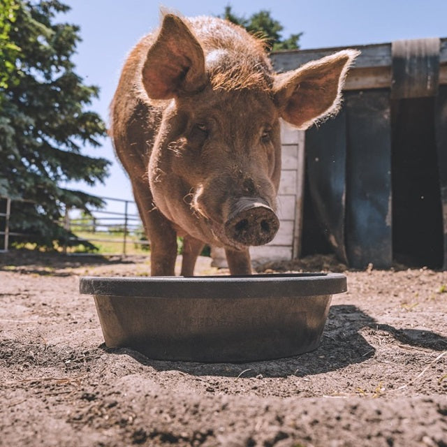 Red Barn 3 Gallon Rubber Feed Pan