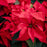 Poinsettia Plant 10" - Red