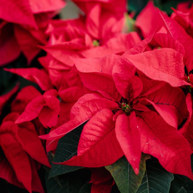 Poinsettia Plant 10" - Red