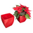 Planter, "Siena" Square, 5.5 Inch - Red