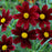 Red Elf Coreopsis, 1-Gallon