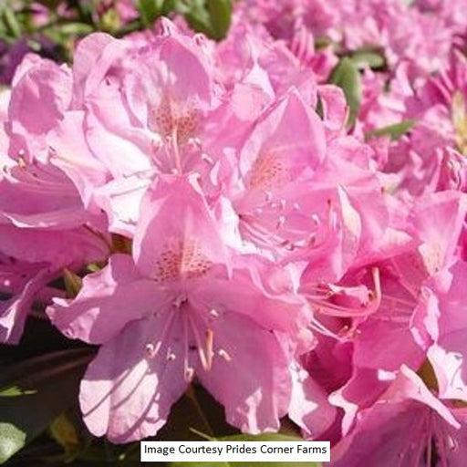 English Roseum Rhododendron, 2-Gallon