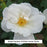 White Knock Out® Rose, 2-Gallon
