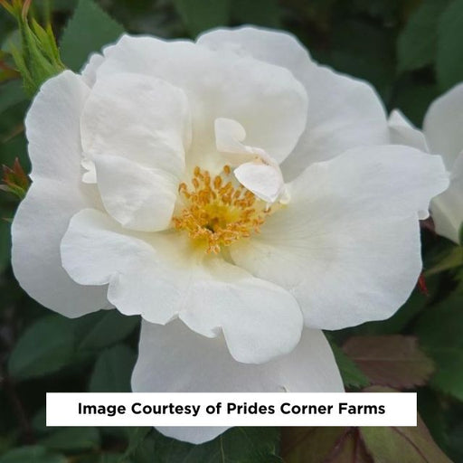 White Knock Out® Rose, 2-Gallon
