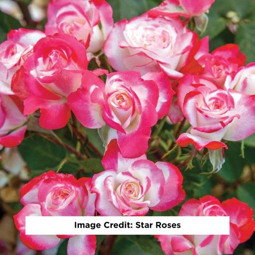 Candy Cane Cocktail™ Floribunda Rose, 2-Gallon